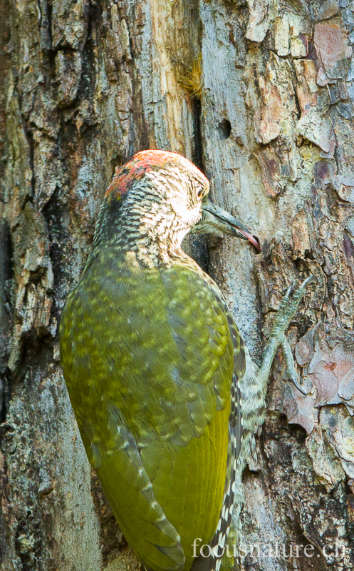 Pic vert 4338.jpg - Pic vert - European Green Woodpecker - Picus viridis: sa langue, attrapant des insectes sous l'écorce, est bien visible! (Ermitage, Genève, Suisse, juillet 2012)